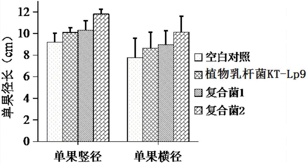 Composite microbial agent for improving color pepper yield and root rot resistance, and application of composite microbial agent