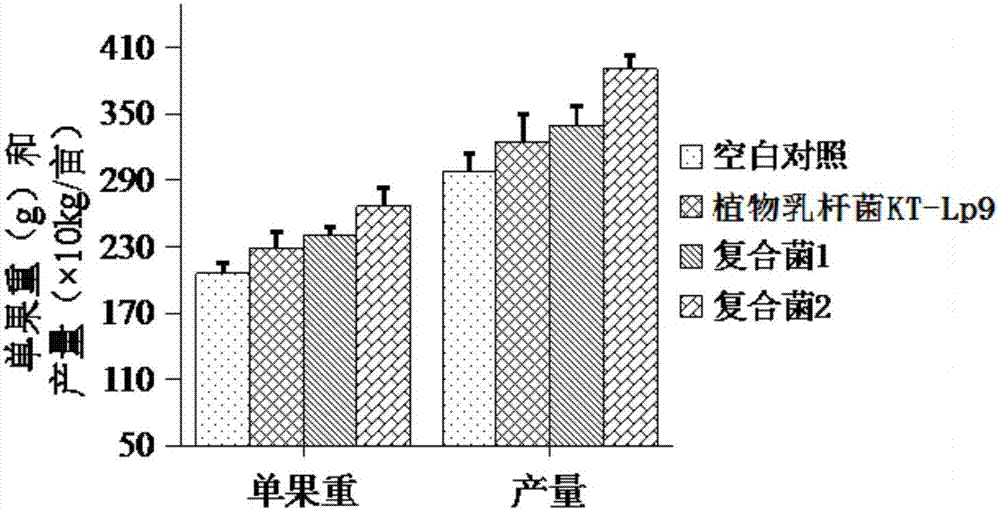 Composite microbial agent for improving color pepper yield and root rot resistance, and application of composite microbial agent