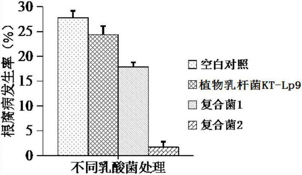 Composite microbial agent for improving color pepper yield and root rot resistance, and application of composite microbial agent