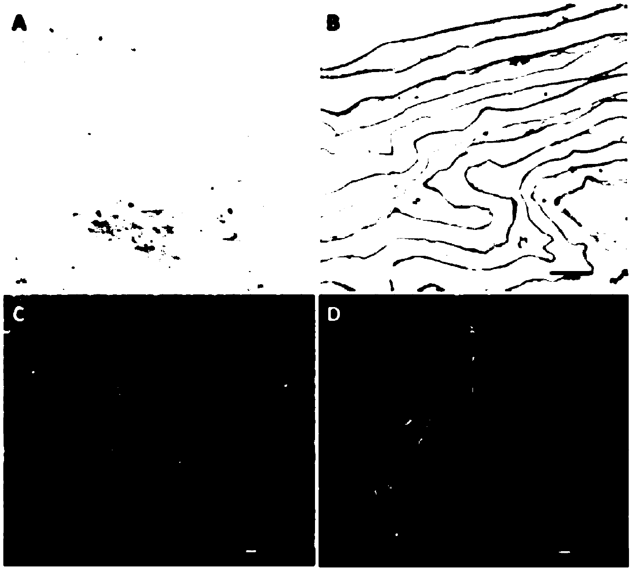 Amniotic biological agent and preparation method thereof