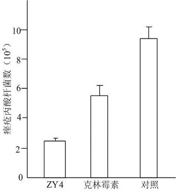 Small molecule polypeptide ZY4 and application thereof