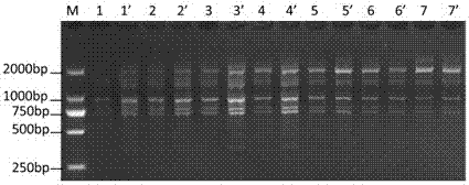 Screening and application of specific primers for scot-PCR of Ustilago cane whip