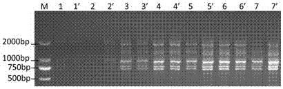 Screening and application of specific primers for scot-PCR of Ustilago cane whip