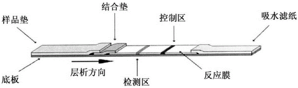 Fluorescence immunochromatographic test paper for detecting human lp-pla2 protein and preparation method thereof