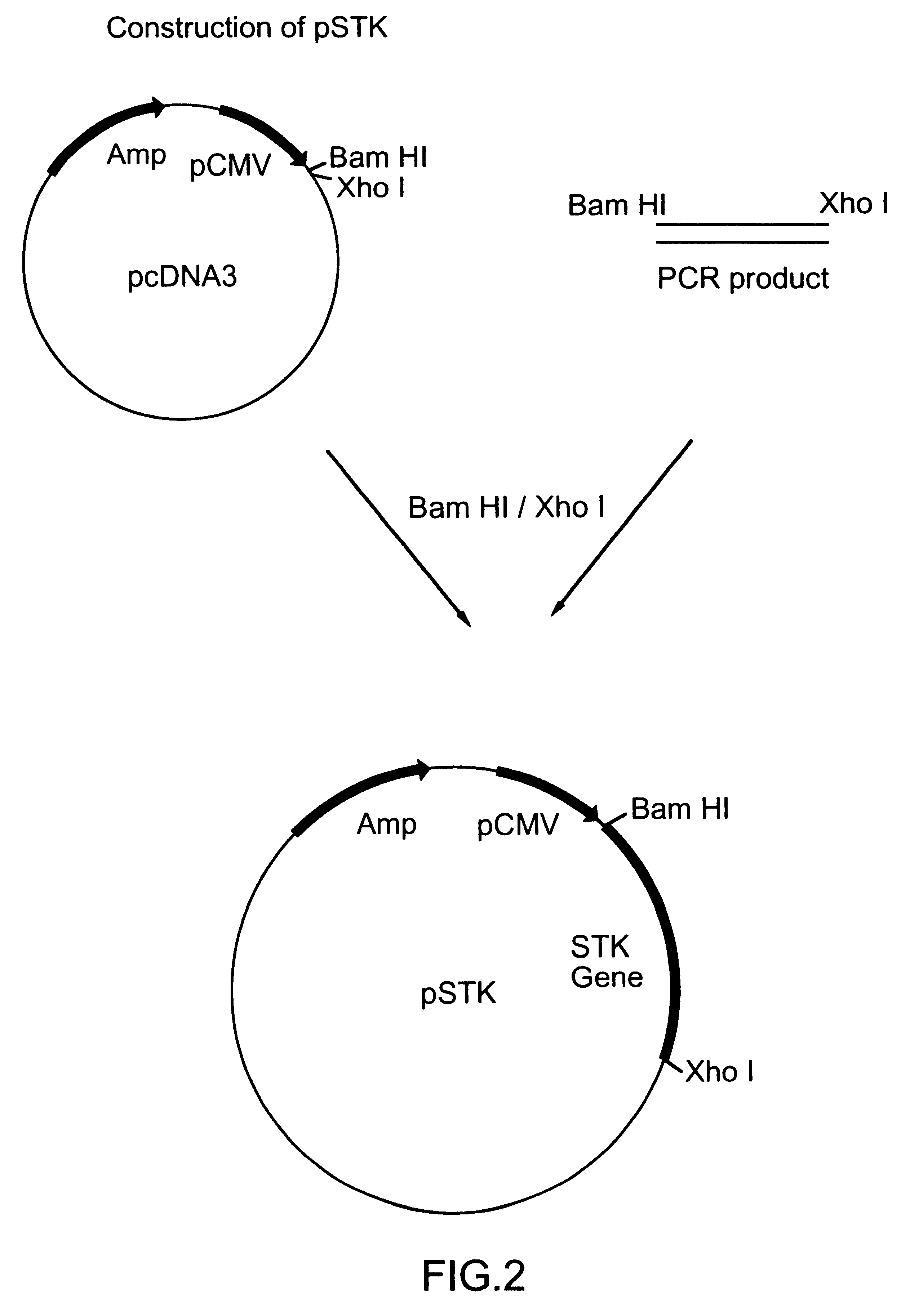 DNA immunization against chlamydia infection