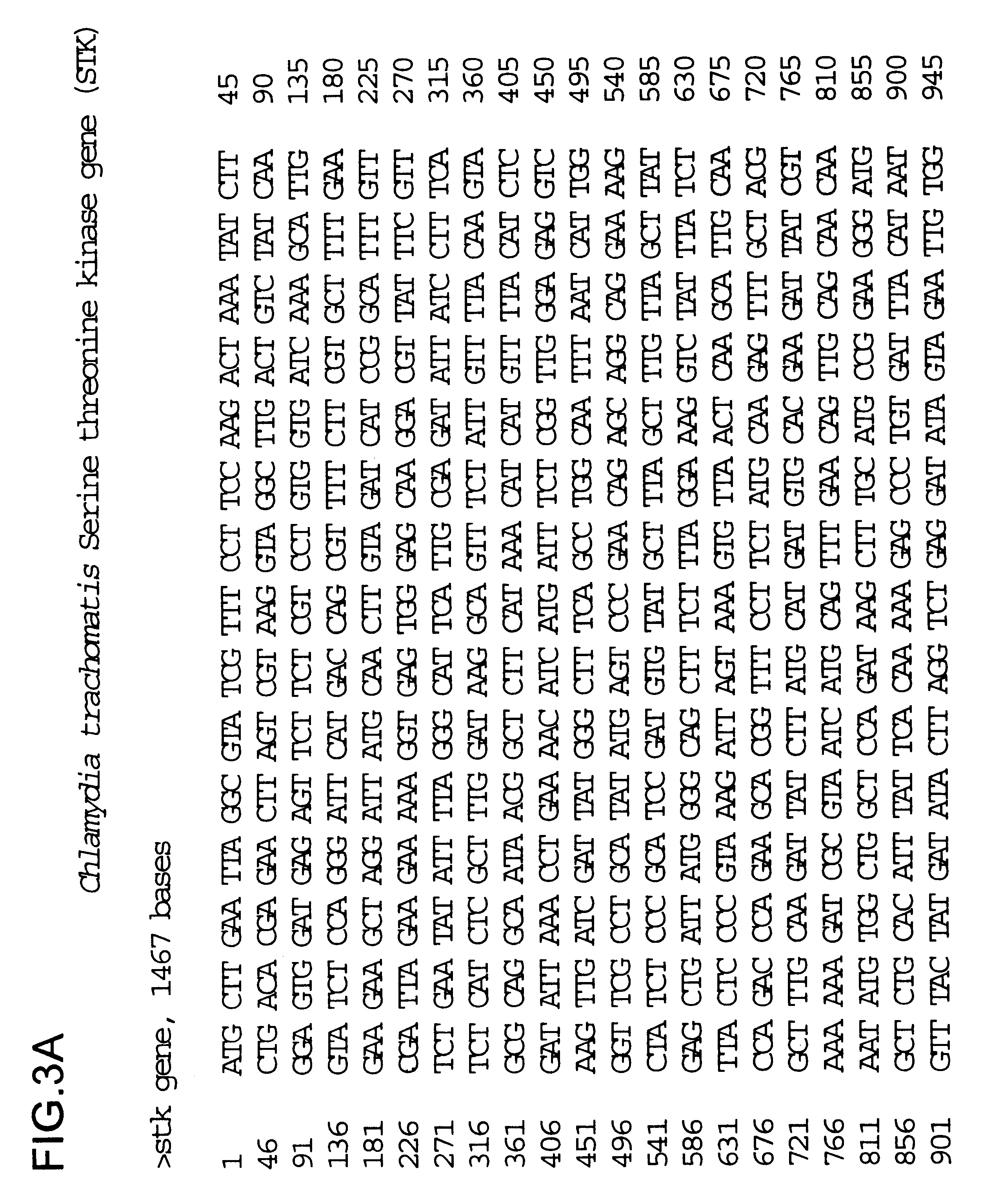 DNA immunization against chlamydia infection