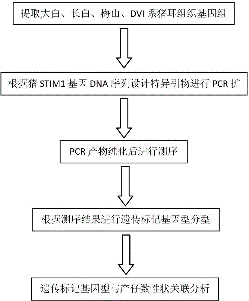 Genetic marker for porcine litter size character and application of genetic marker