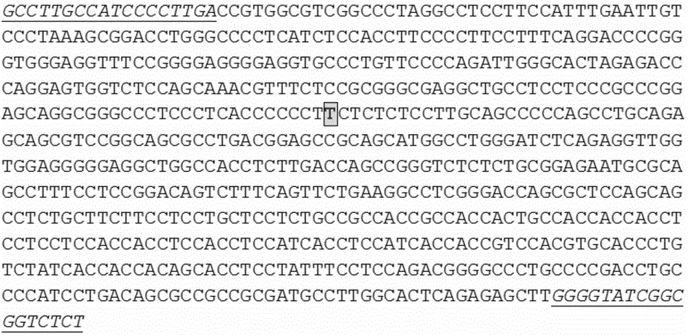 Genetic marker for porcine litter size character and application of genetic marker