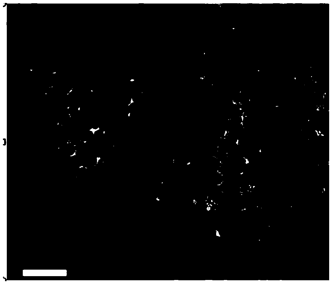 Method for detecting clenbuterol hydrochloride based on fluorescence resonance energy transfer