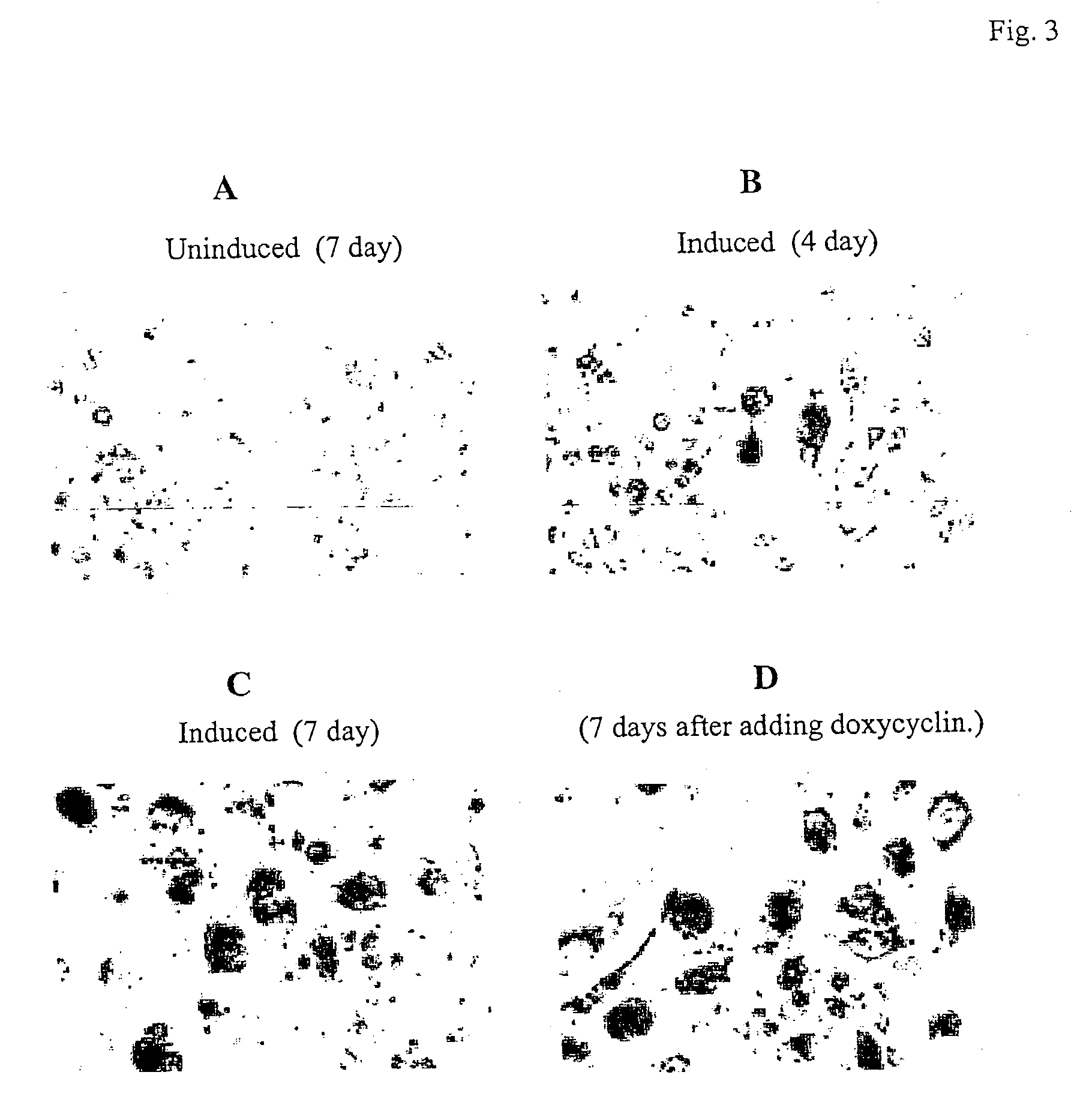 Telomerase reverse transcriptase fragments and uses thereof