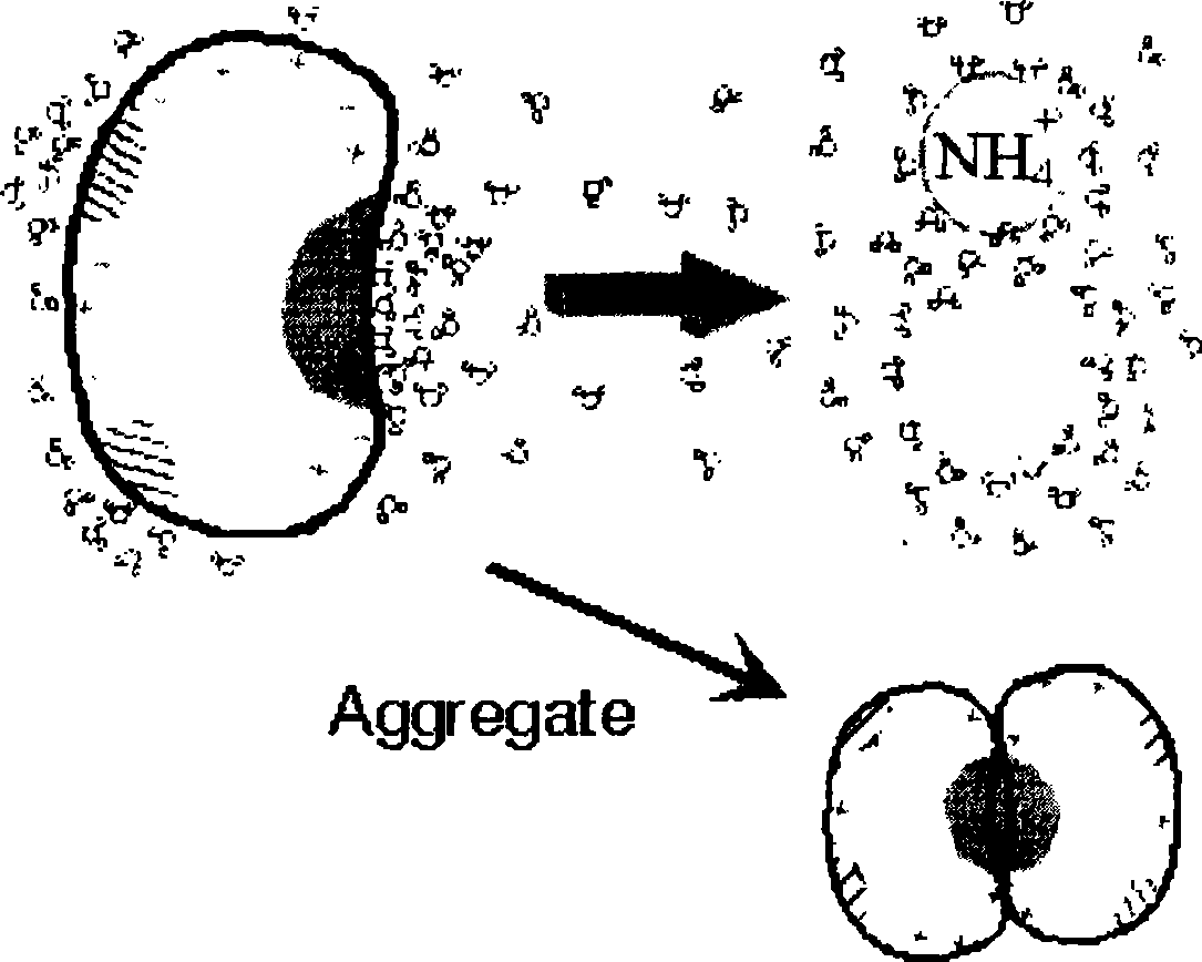 Extraction of nano pearl organic matrix and molecular-weight gradation method