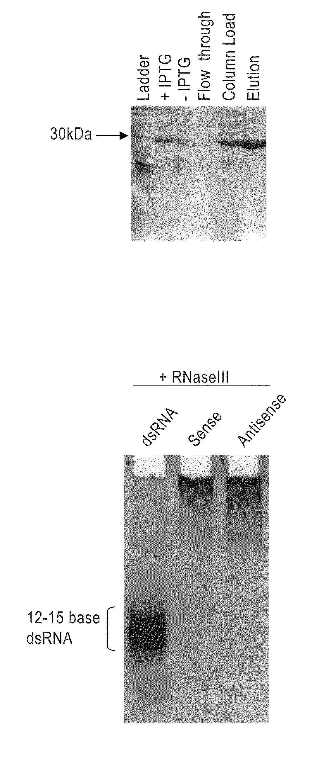 Methods and compositions relating to polypeptides with rnase iii domains that mediate RNA interference