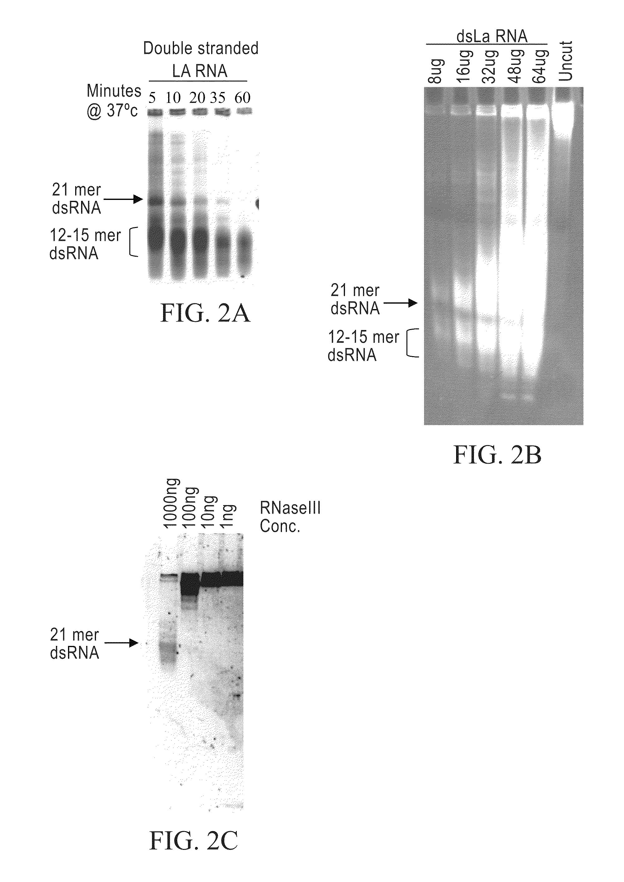 Methods and compositions relating to polypeptides with rnase iii domains that mediate RNA interference