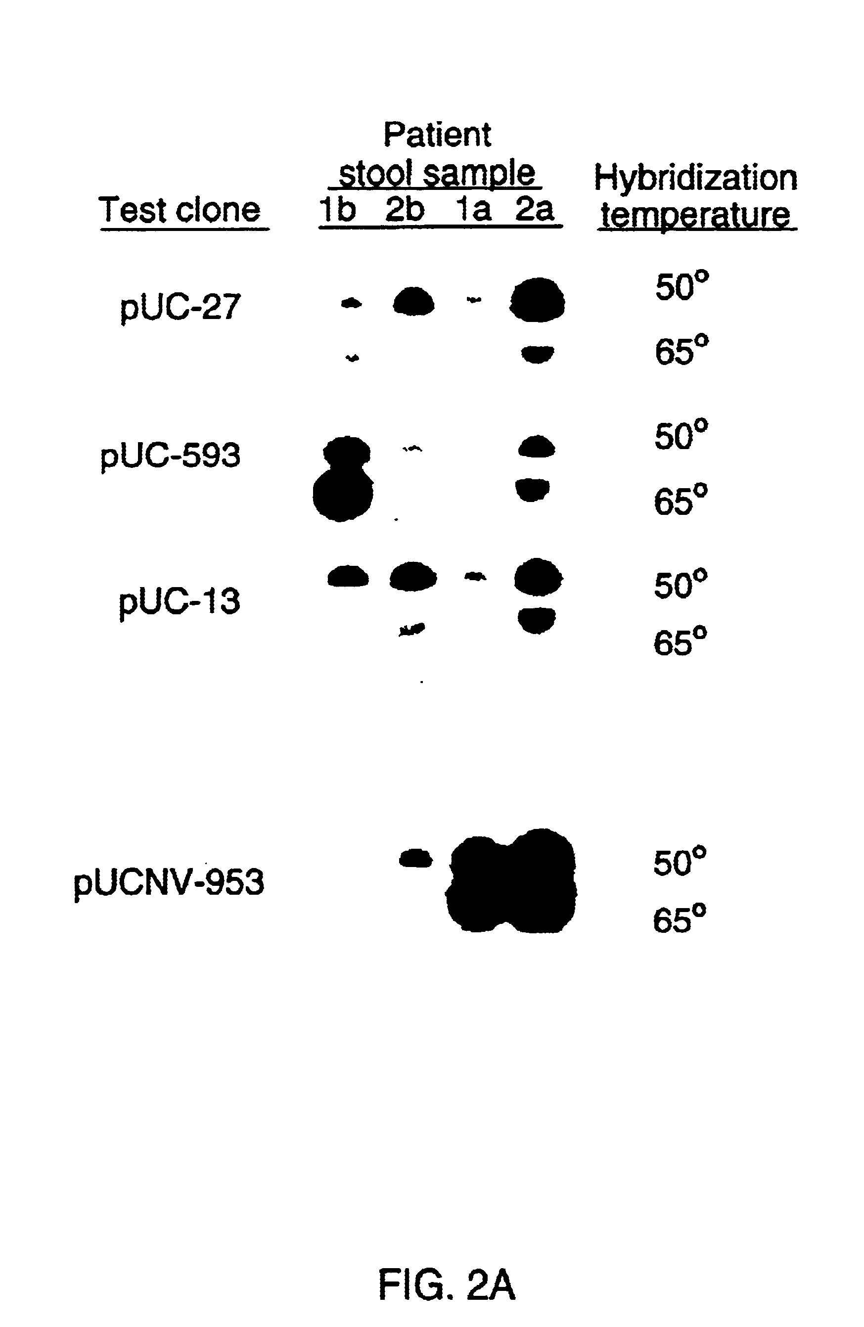 Methods and reagents to detect and characterize norwalk and related viruses