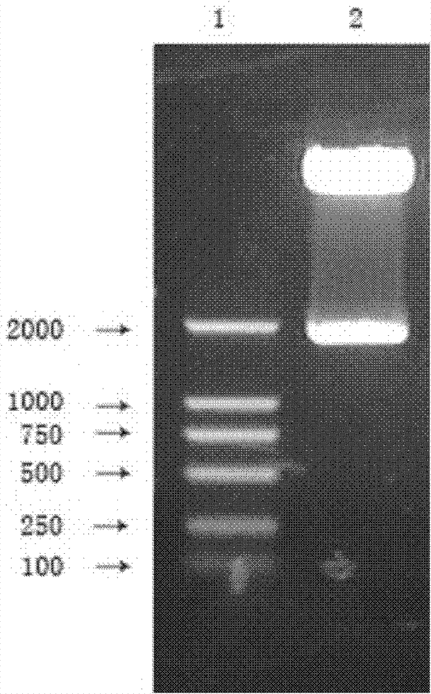 Constructing method of mouse model for RdRp controllable express and in vivo observation