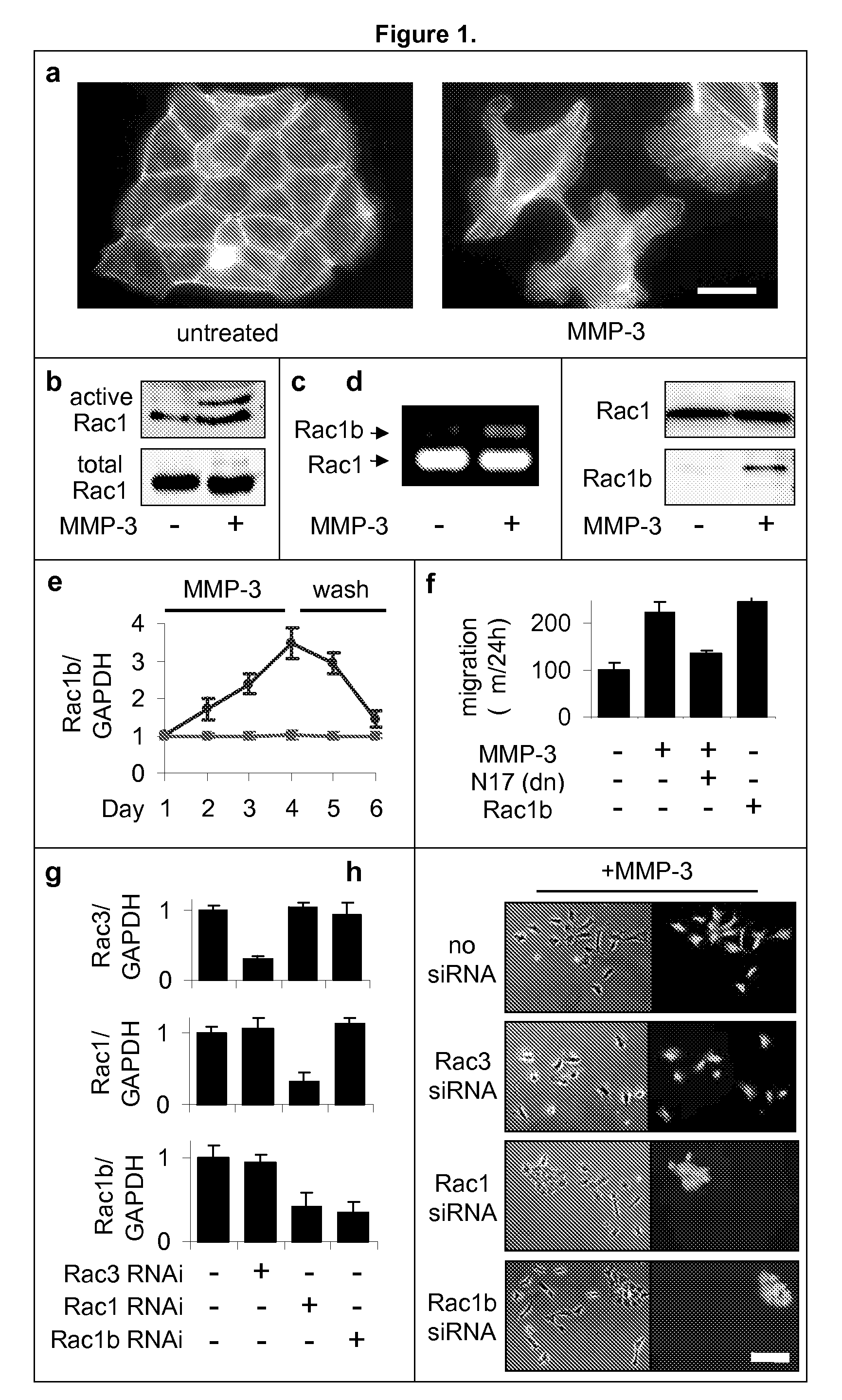 Identification of rac1b as a marker and mediator of metalloproteinase-induced malignancy