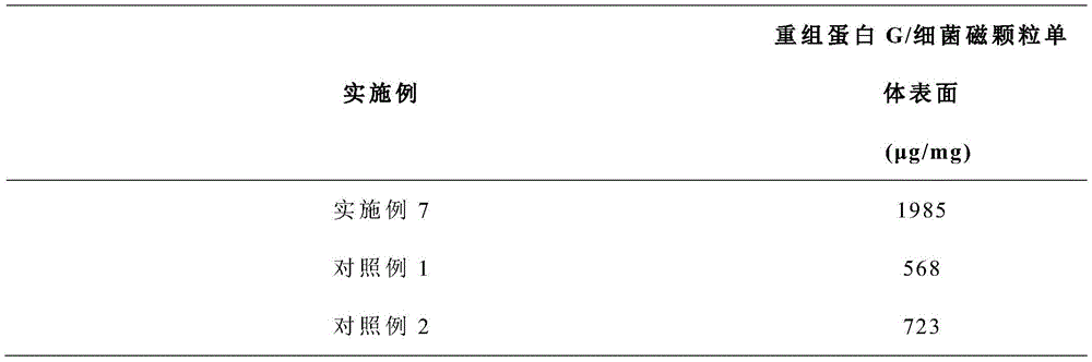 Bacterial magnetic particles with recombinant protein G expression capability and application thereof