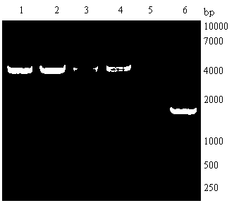 Codon optimized porcine circovirus type 2 Cap protein coding gene and application thereof