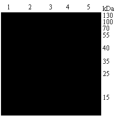 Codon optimized porcine circovirus type 2 Cap protein coding gene and application thereof