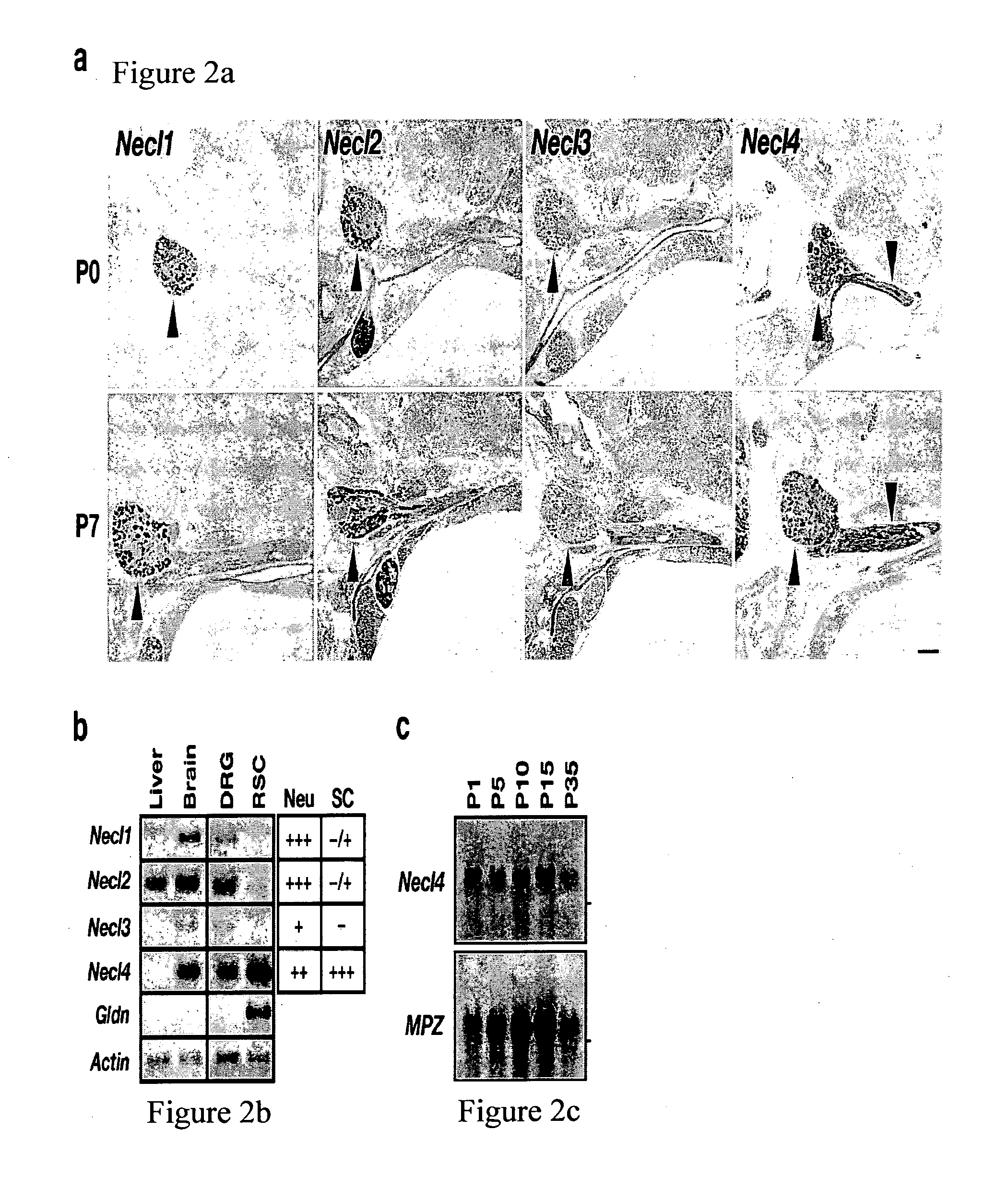 Regulation of myelination by nectin-like (NECL) molecules