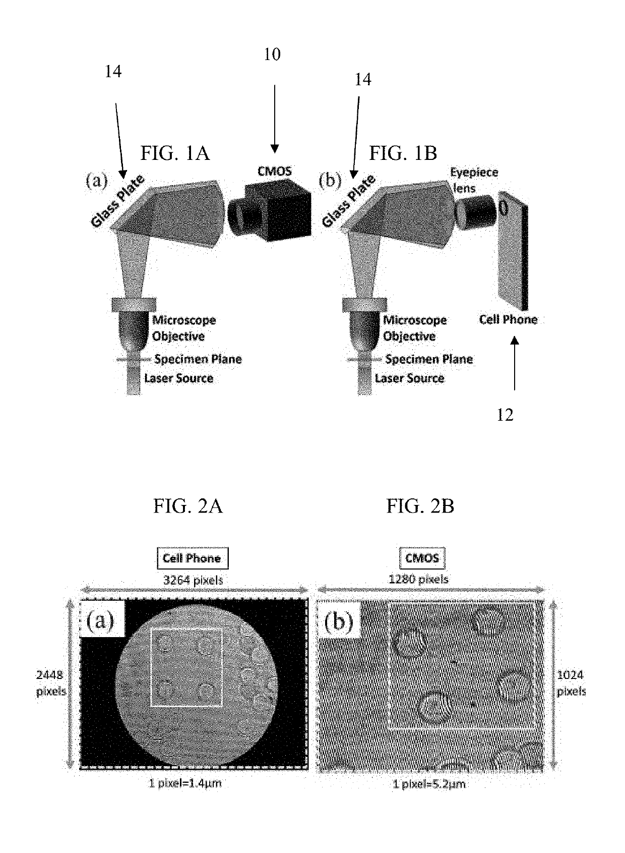 Automated Cell Identification Using Shearing Interferometry