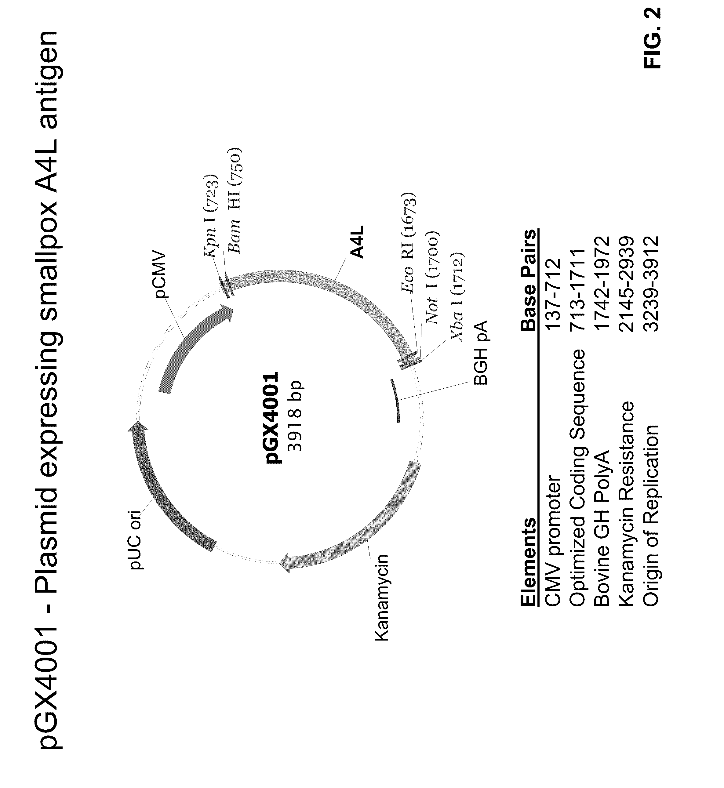 Smallpox DNA vaccine and the antigens therein that elicit an immune response