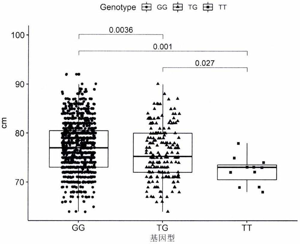 SNP loci related to hind leg length on chromosome 6 of meat Simmental cattle and its application