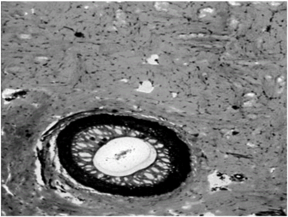 Biological scaffold material suitable for cell growth and preparation method of biological scaffold material