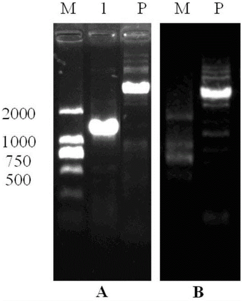 Methods of Expressing Polypeptides