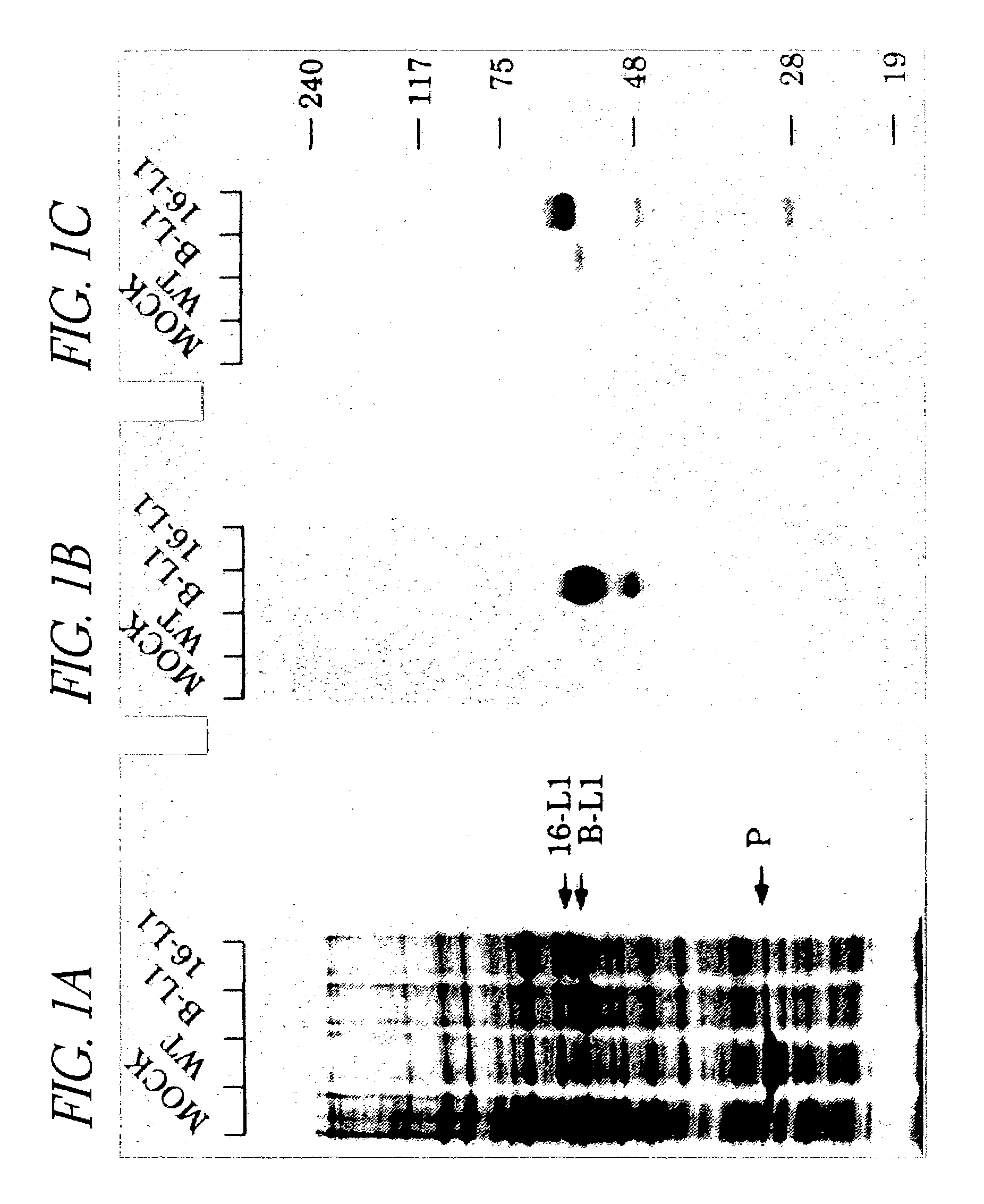 Self-assembling recombinant papillomavirus capsid proteins