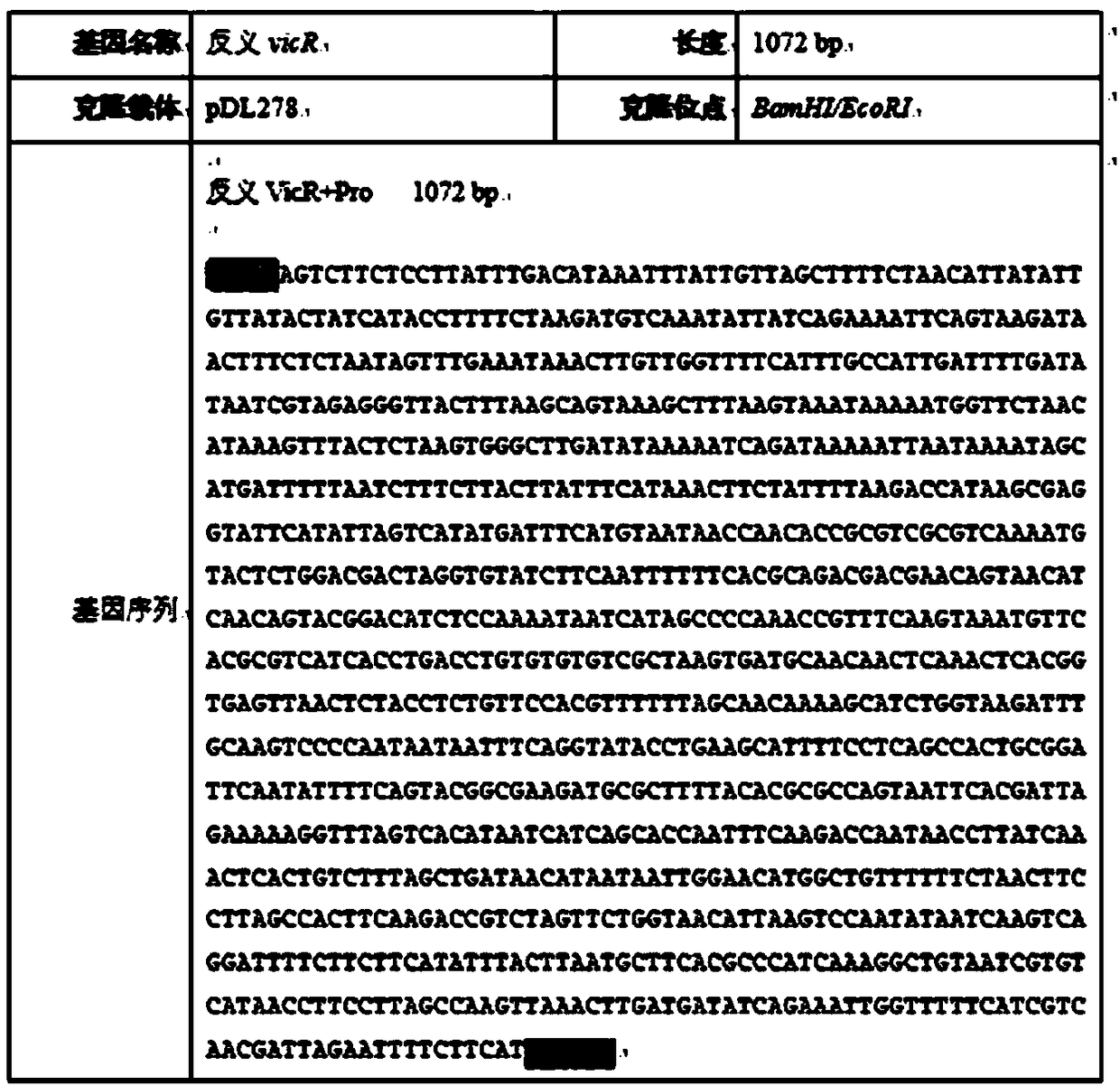 Streptococcus mutans, application of streptococcus mutans and microbial preparation