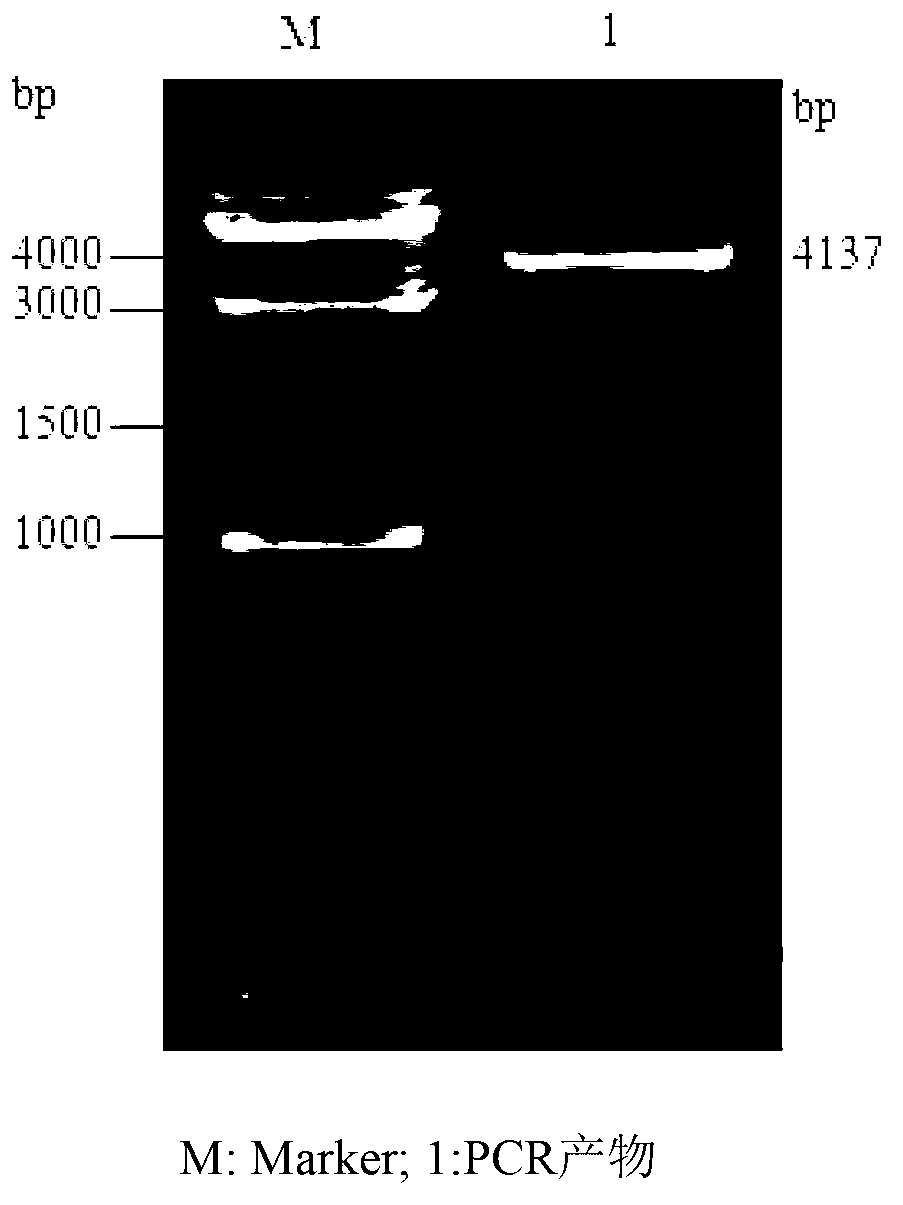 PgPDR3 gene and application of encoding protein of PgPDR3 gene in regulating transport and accumulation of ginsenosides