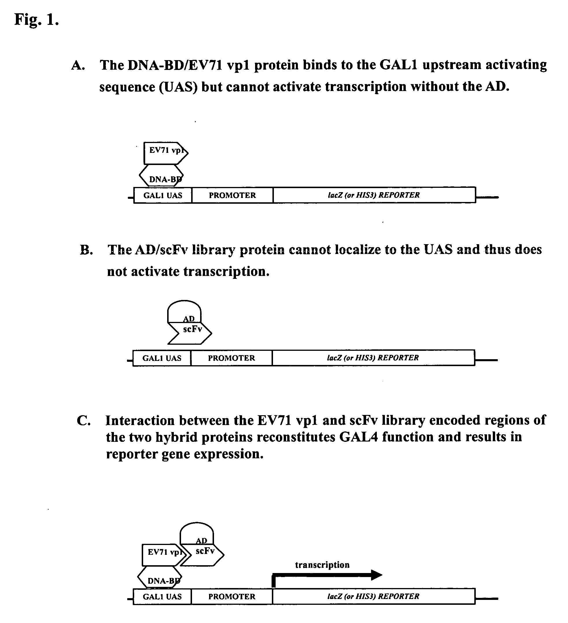 Recombinant enterovirus 71 neutralizing antibodies and applications thereof