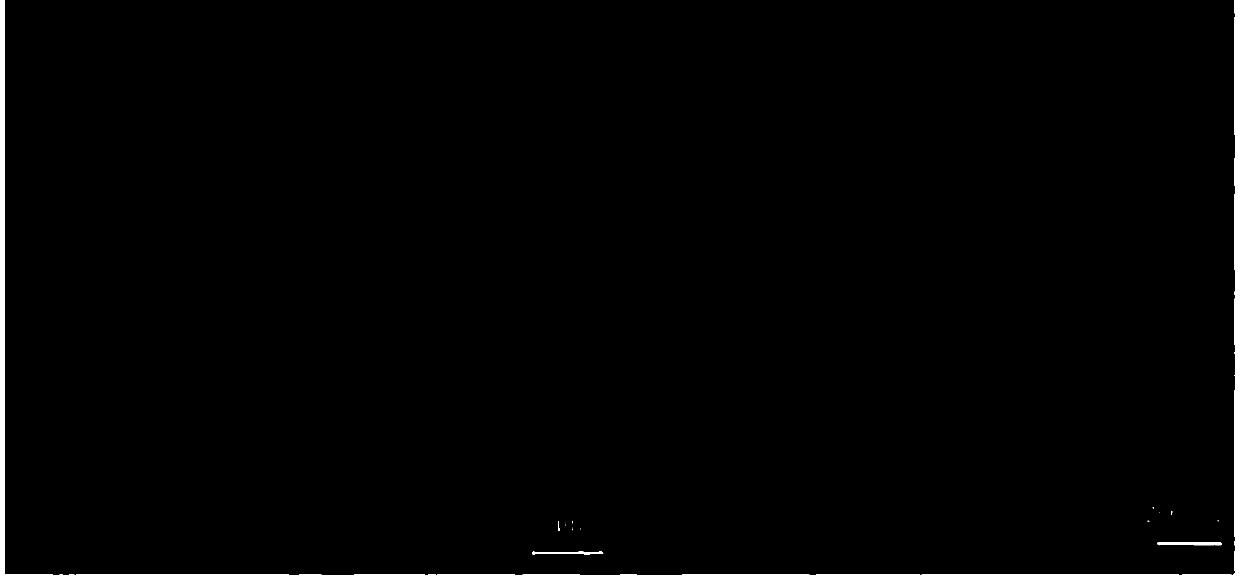 Method for synthesizing LiFePO4/C positive material of lithium ion battery