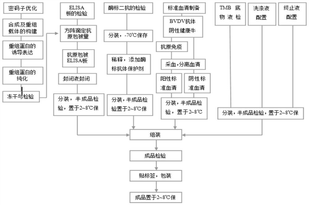 An expression protein for detecting bovine viral diarrhea virus antibody, ELISA kit, preparation method and application thereof