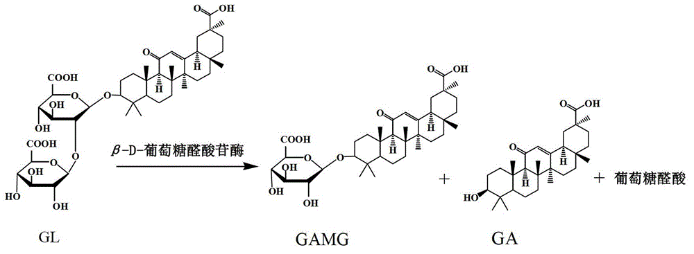 Method for preparing Beta-glucuronidase crude enzyme preparation