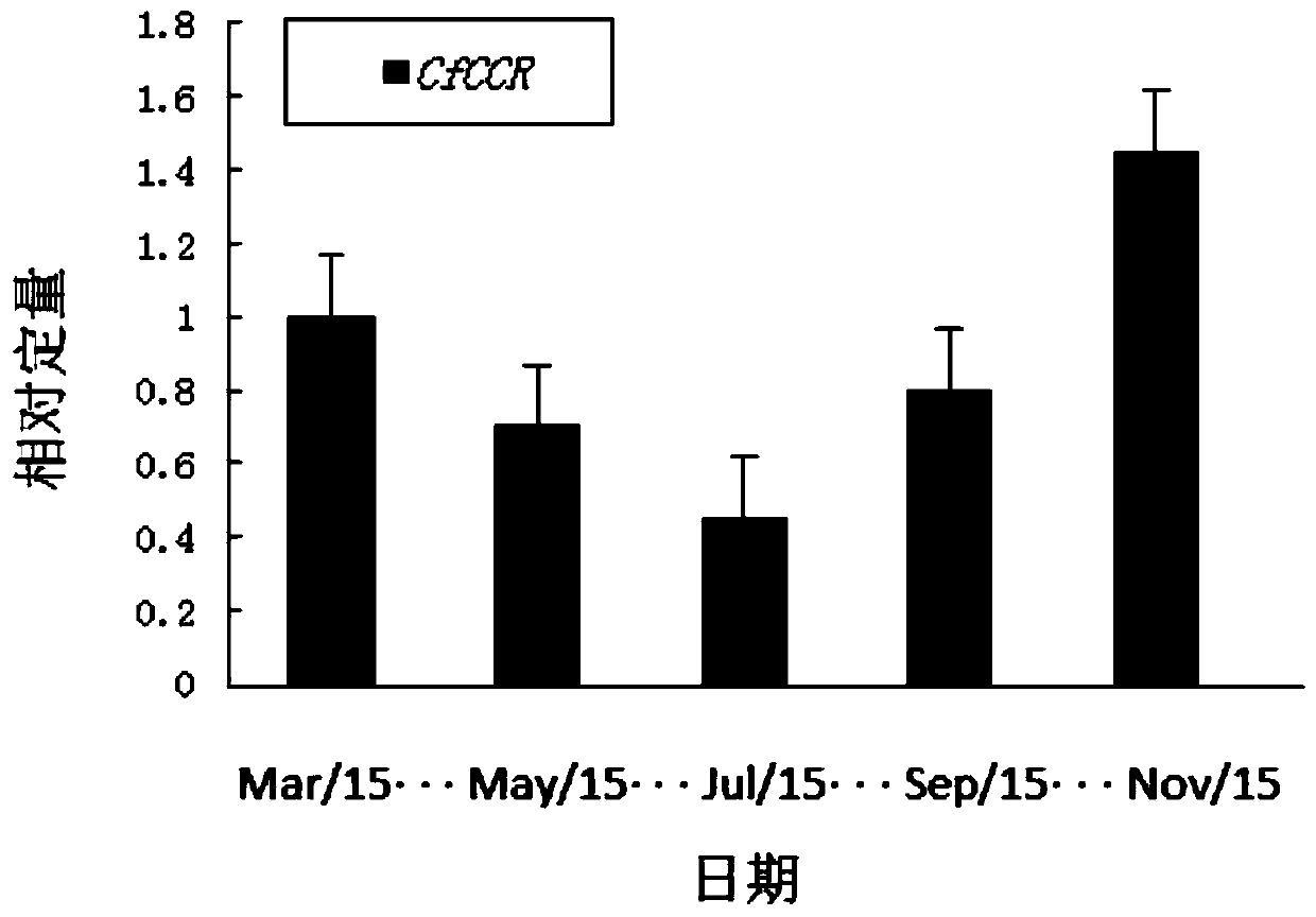 Cryptomeria fortunei CfCCR gene and application thereof