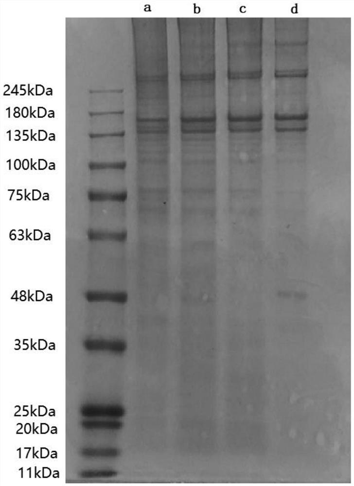 Novel collagen mask and preparation method thereof