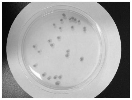 Sporidiobolus pararoseus strain and application thereof