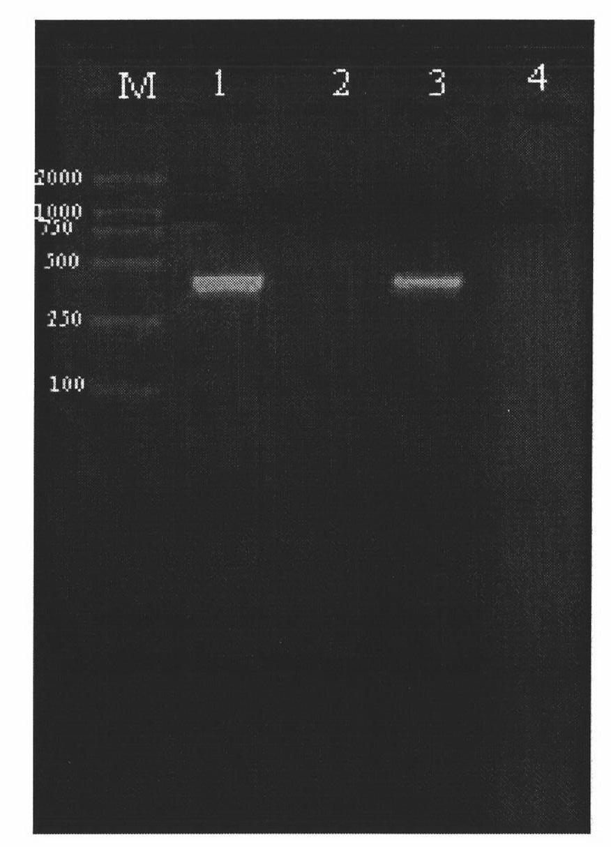 Method for storing monochamus alternatus hope sample and method for fast detecting bursaphelenchus xylophilus therein