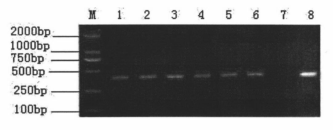 Method for storing monochamus alternatus hope sample and method for fast detecting bursaphelenchus xylophilus therein