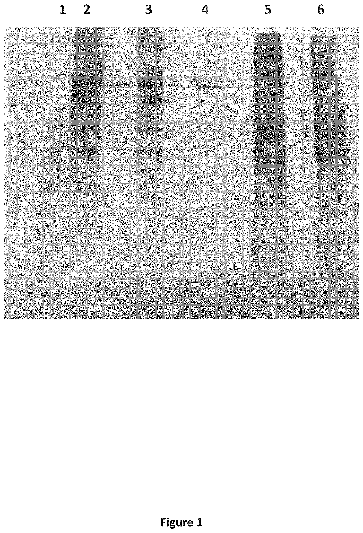 Method for injectable delivery of a therapeutic agent into a fish embryo