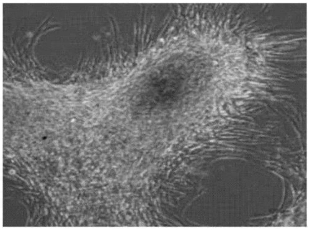 Kit for rapidly detecting malignant transformation of passage stem cells and application of kit