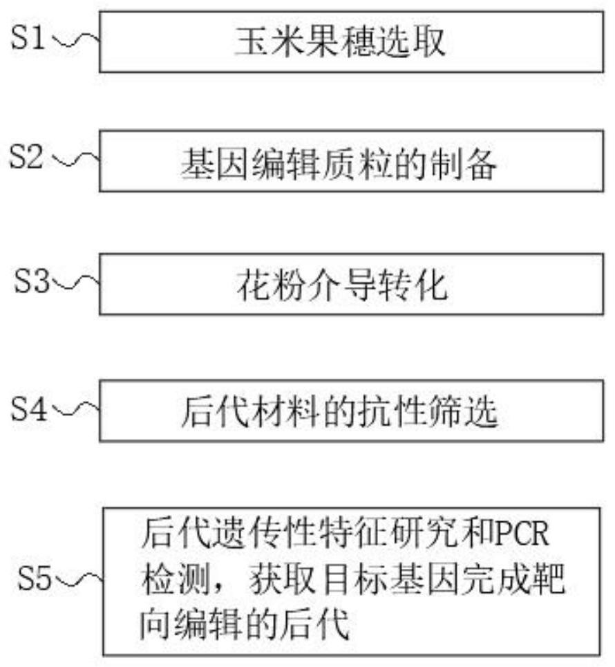 Method for realizing gene editing in corn by pollen tube channel