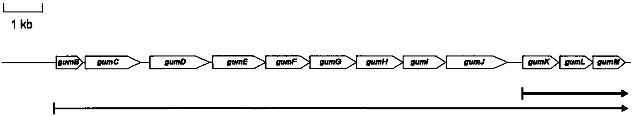 Strain and construction method thereof, and application thereof in fermentative production of high temperature resistant xanthan