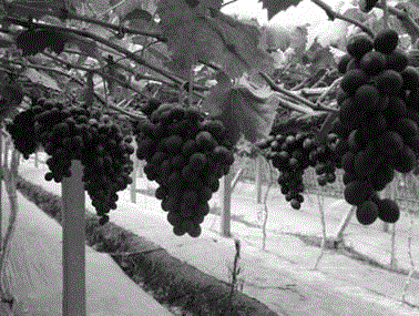 Grape vine preservation method