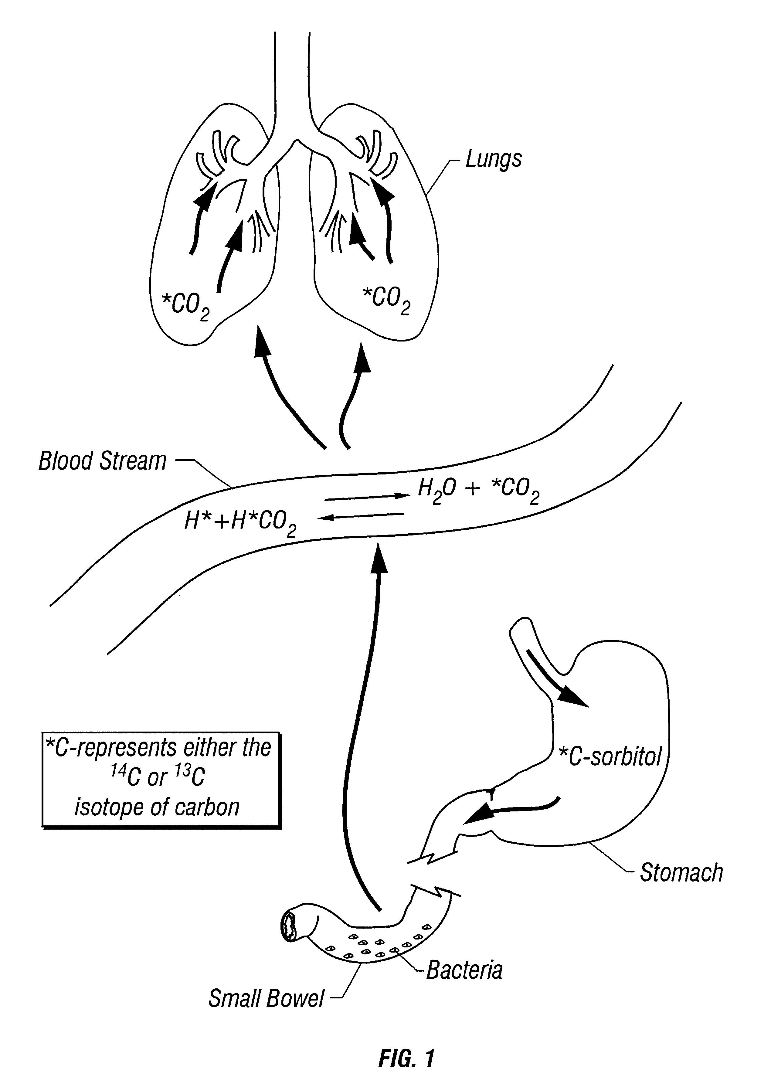 Non-invasive test for assessing bacterial overgrowth of the small intestine