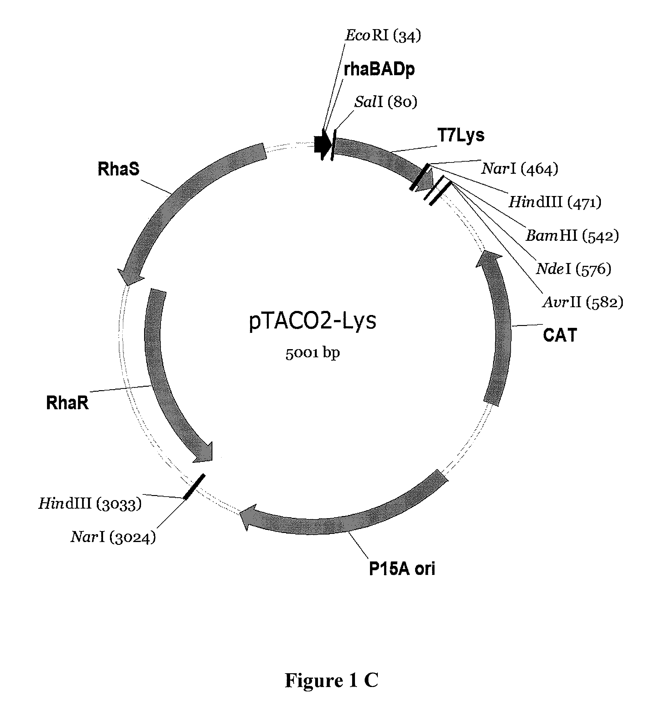 Expression system for proteins