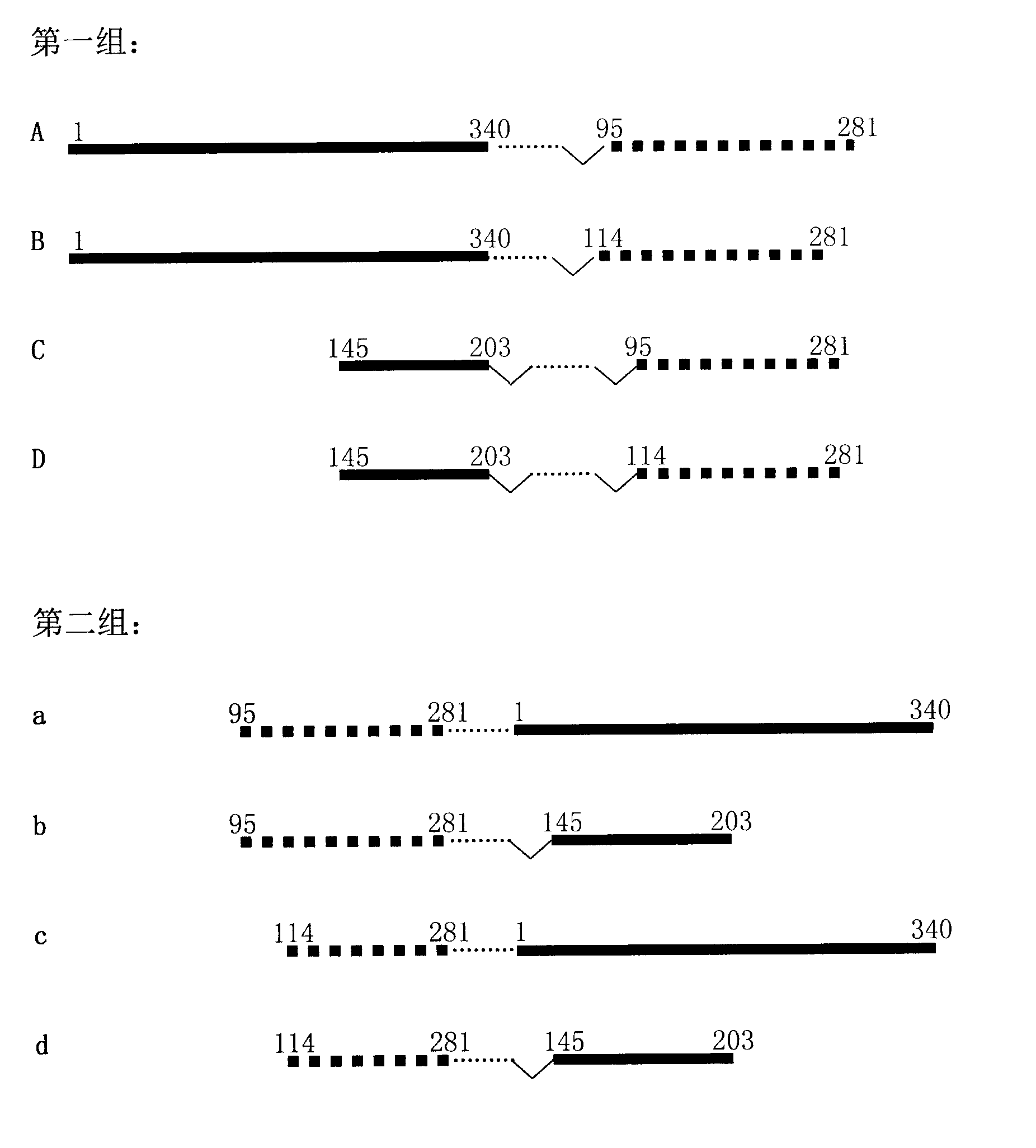 Preparation method and application of human prostate apoptosis response protein 4 and apoptin 2 ligand fusion protein