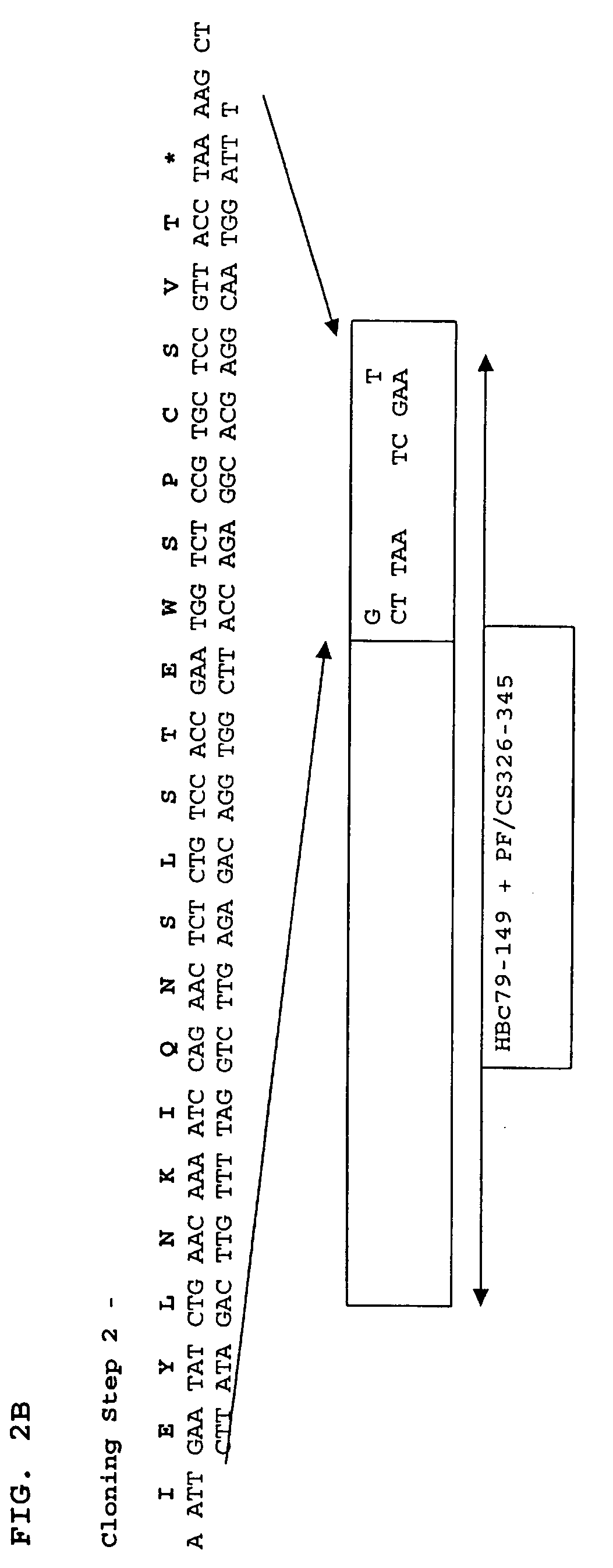 Malaria immunogen and vaccine